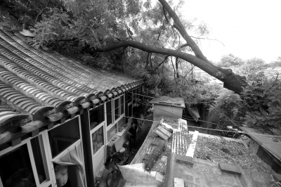 倒下的槐树砸在了房顶上。京华时报记者陶冉摄